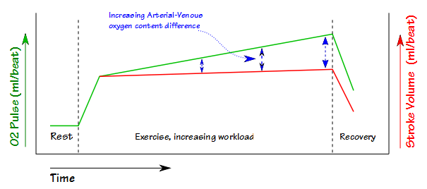 O2 Pulse Stroke Volume